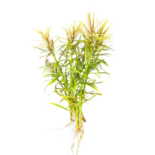 Eustralis stellata