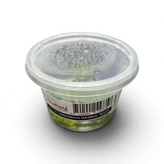 Tissue Culture Cup Helanthium tenellum 'Broad'