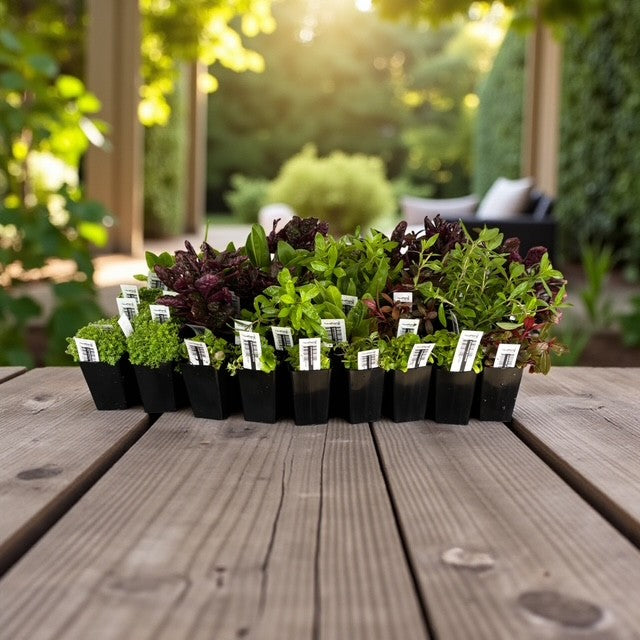 Paludarium Plant Pack - 40 x Assorted Pots