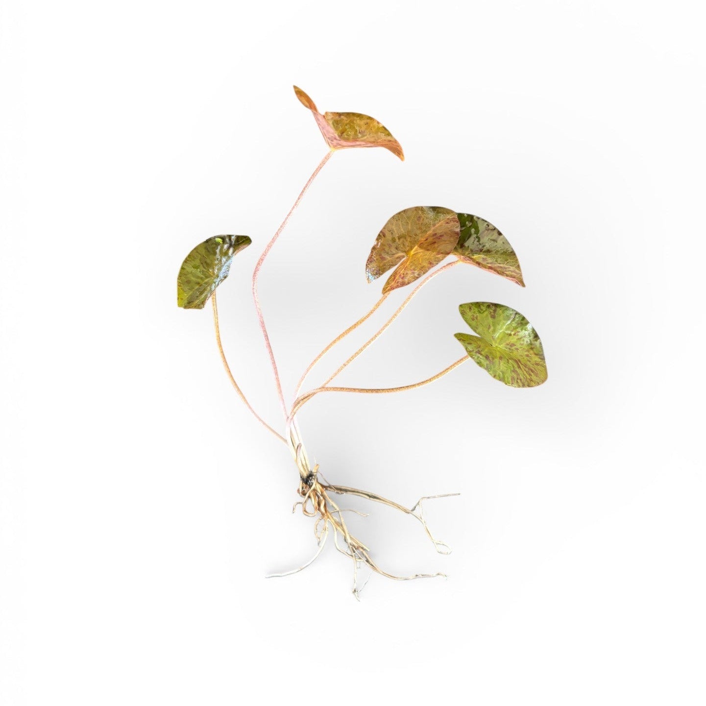 Nymphaea zenkeri 'Red' (Red Tiger Lotus)