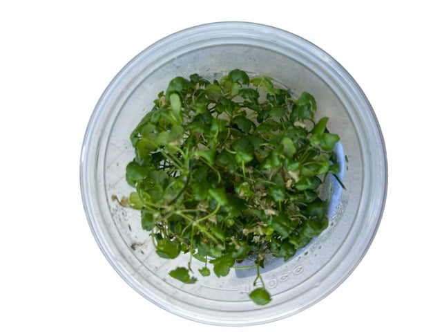 Tissue Culture Cup Hydrocotyle tripartita 'Mini Japan'