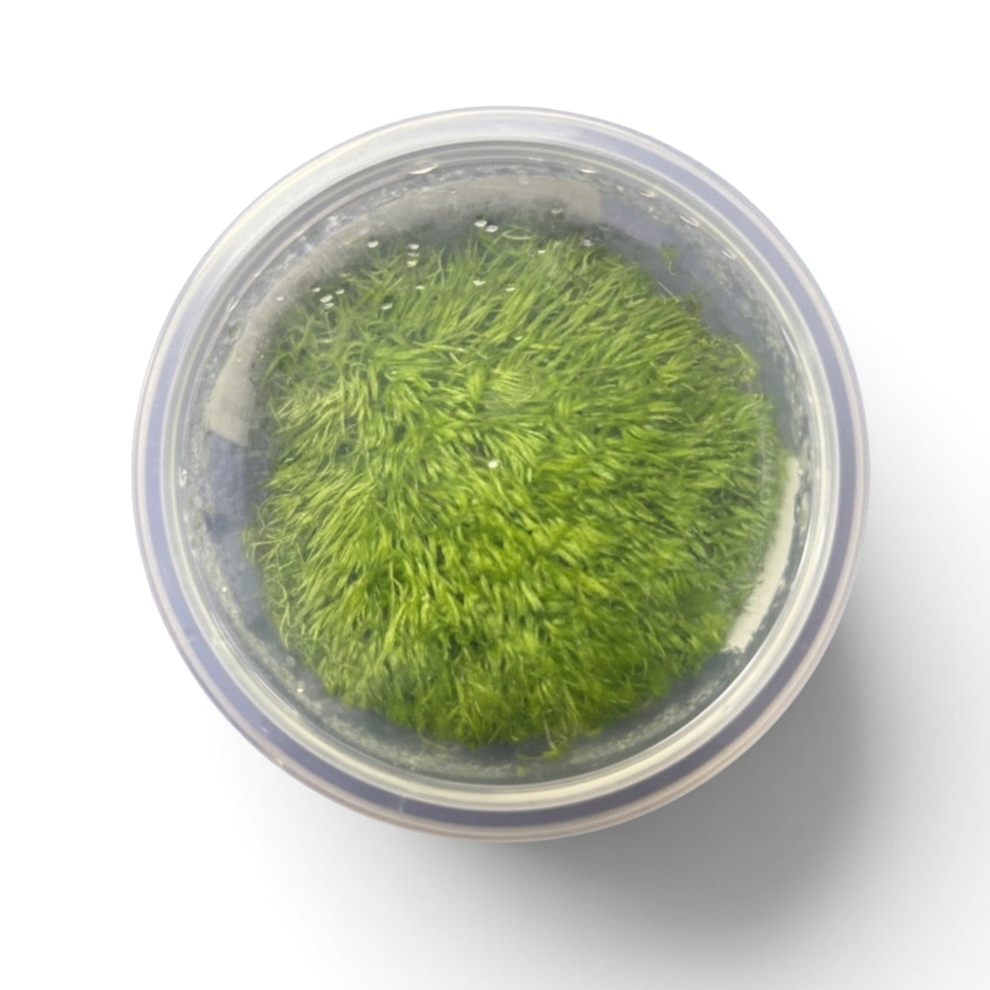 Tissue Culture Utricularia graminifolia (RARE)