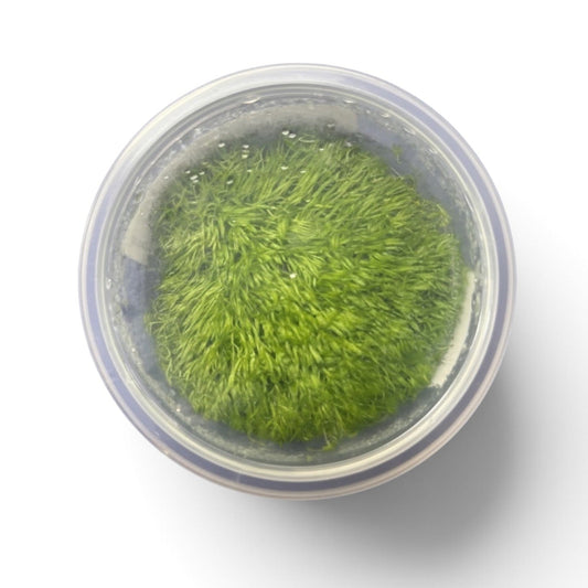 Tissue Culture Utricularia graminifolia (RARE)