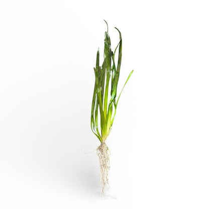 Vallisneria Narrow / Medium / Giant**