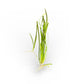 Vallisneria Narrow / Medium / Giant**