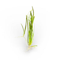Vallisneria Narrow / Medium / Giant**