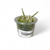 Vesicularia ferriei Weeping Moss (Rare)