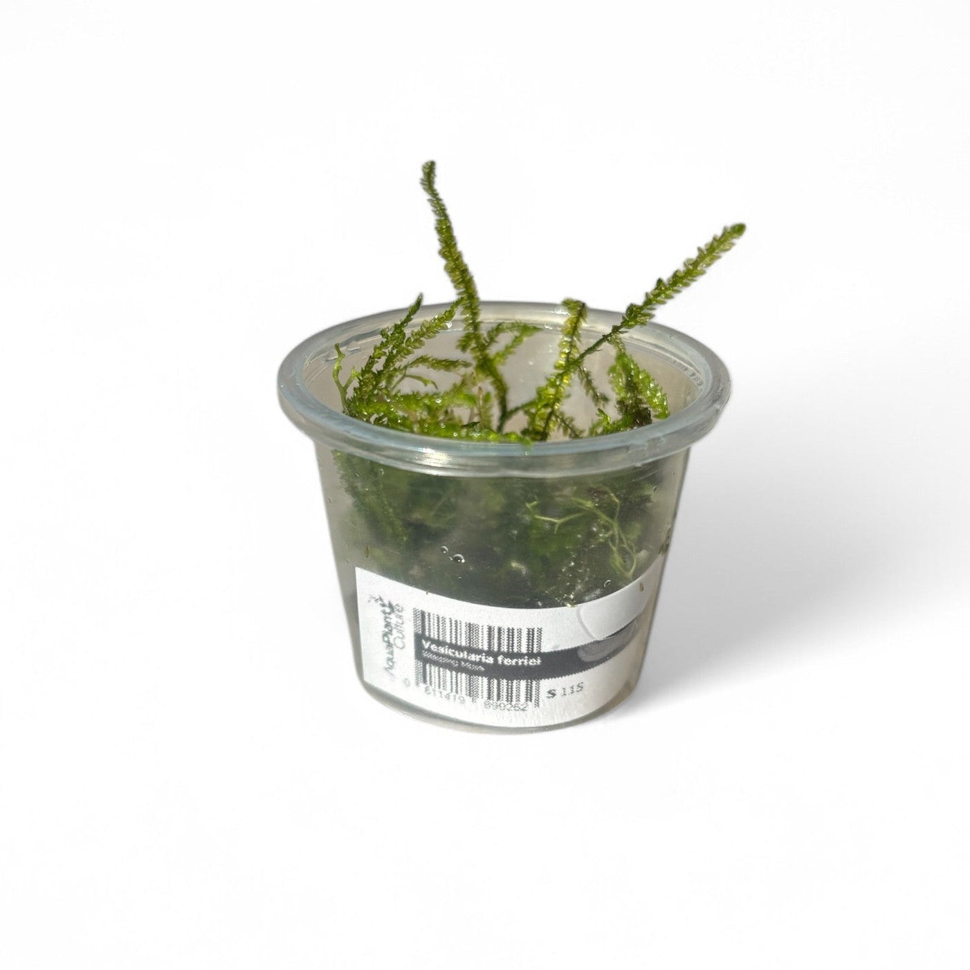 Vesicularia ferriei tub Weeping Moss (Rare) small tub