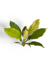 Echinodorus White Flame