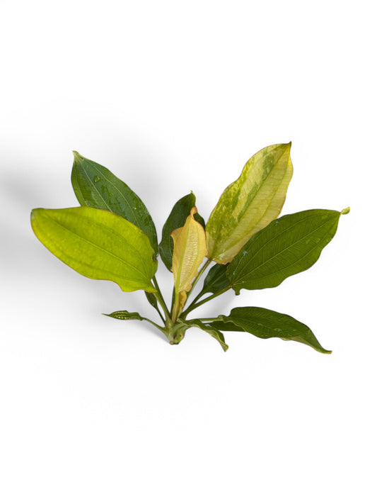 Echinodorus 'White Flame'