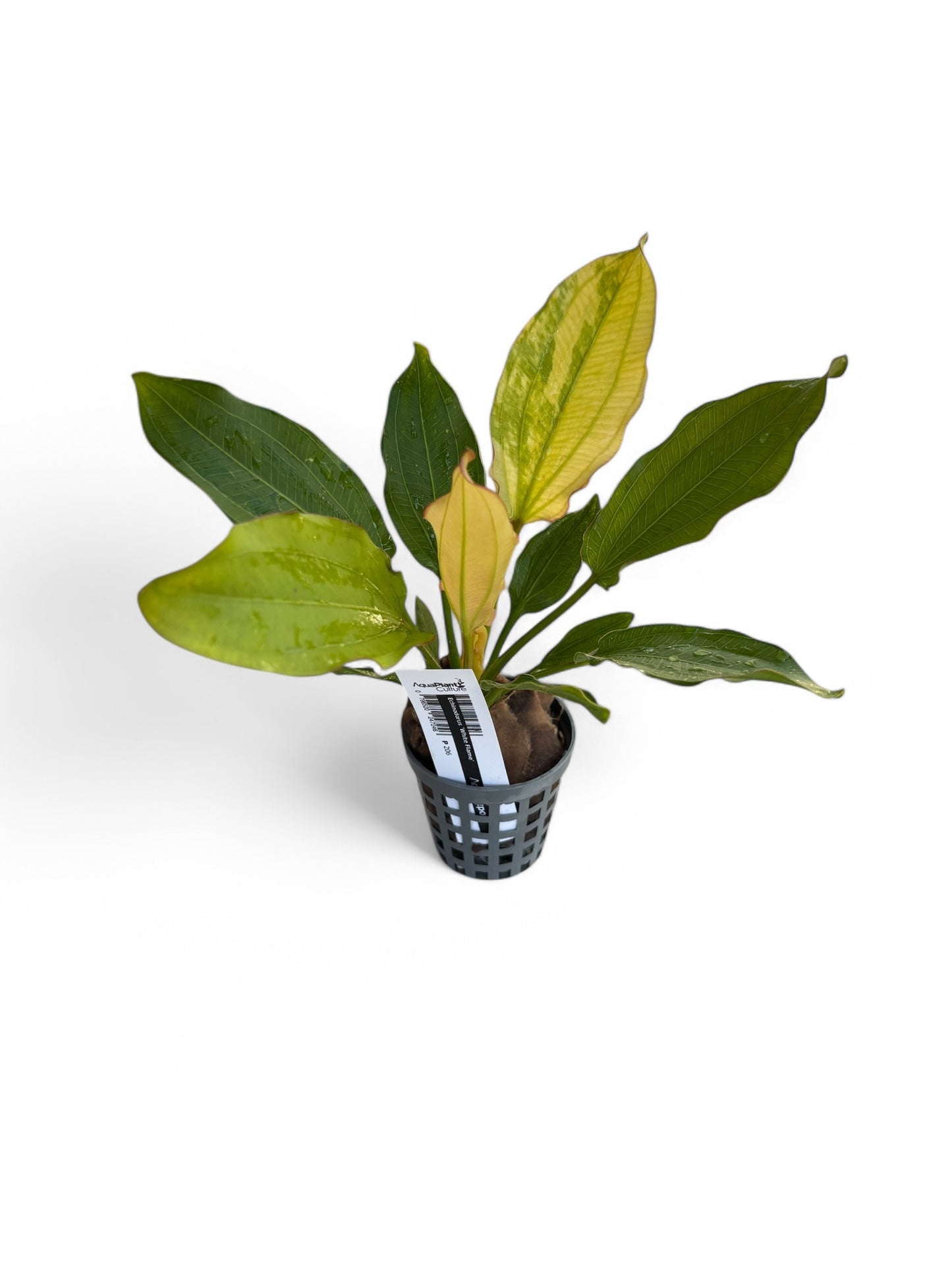 Echinodorus 'White Flame'