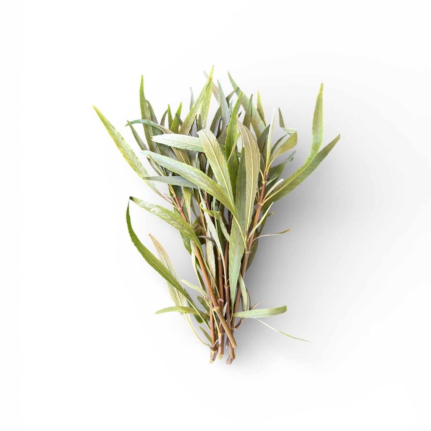 Hygrophila salicifolia (Willow leaf)