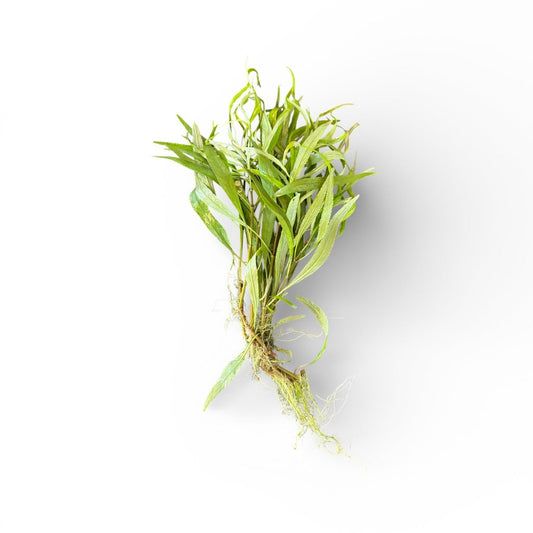 Hygrophila salicifolia (Willow leaf)